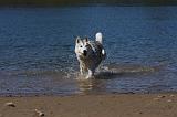 SIBERIAN HUSKY 578